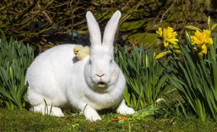 Are albino bunnies rare?