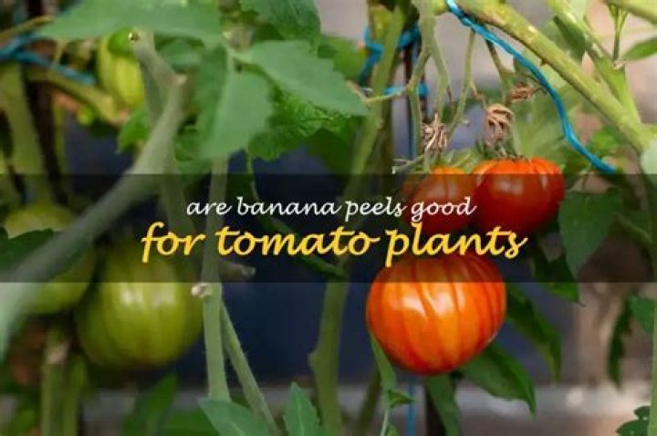 Are banana peels good for tomato plants?