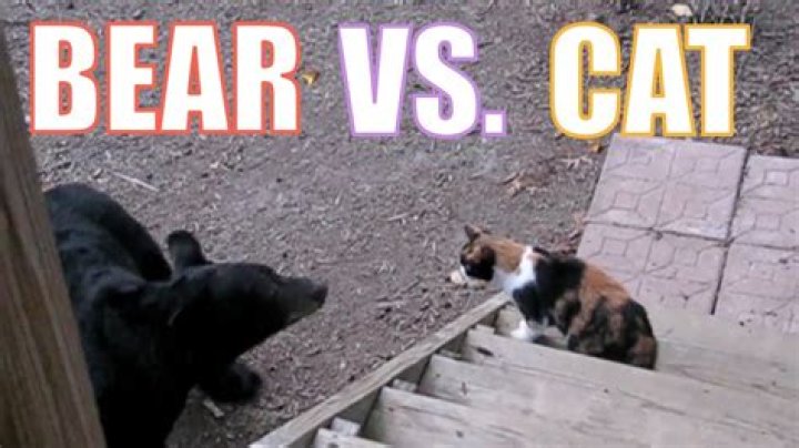 Are bears afraid of cats?