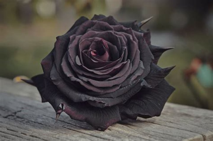 Are black roses real or dyed?