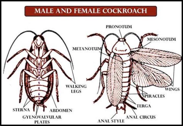 Are cockroaches asexual?