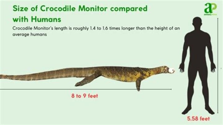 Are crocodile monitors good pets?