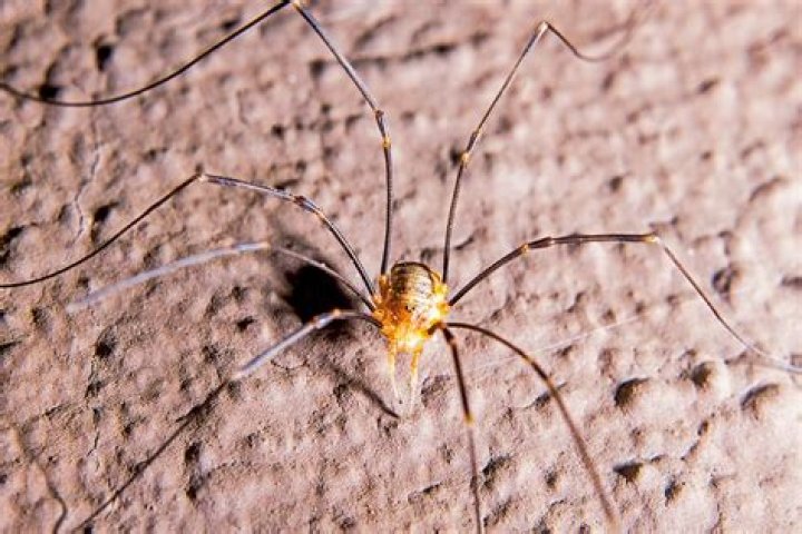 Are Daddy Long Legs the most poisonous spiders?