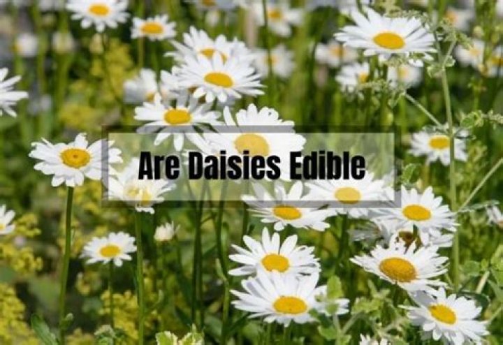 Are daisies edible?