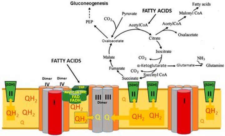 Are fatty acids haram?