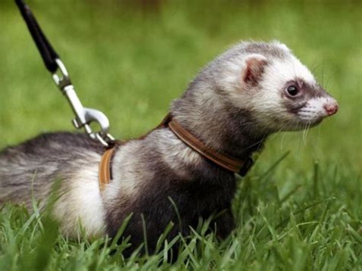 Are ferrets legal in California?