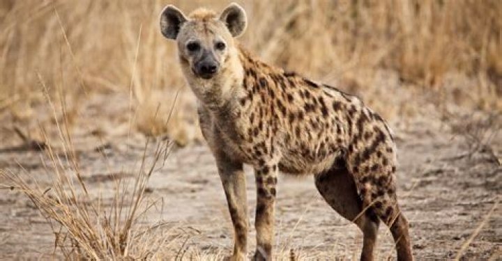 Are hyenas good pets?