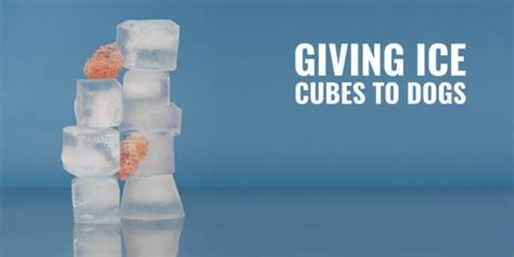 Are ice cubes good for dogs teeth?