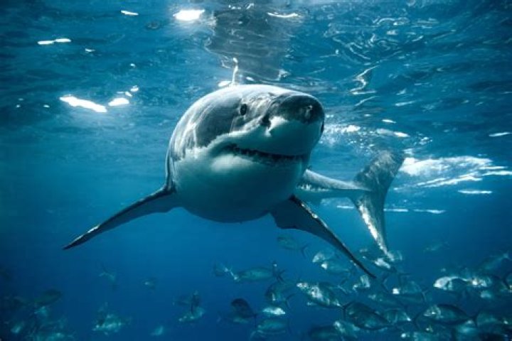 Are loan sharks still a thing?