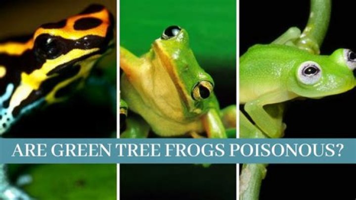 Are normal green frogs poisonous?