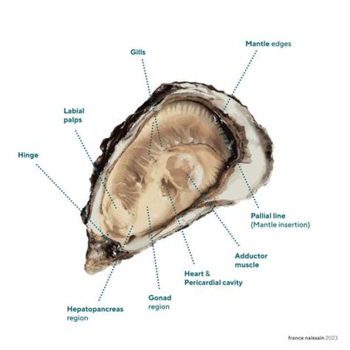 Are oysters immobile?