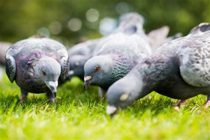 Are pigeons a blessing in Islam?