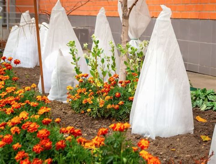 Are plants on covered porch safe from frost?