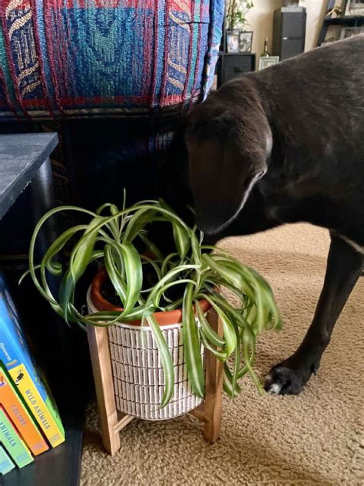Are spider plants safe for dogs?