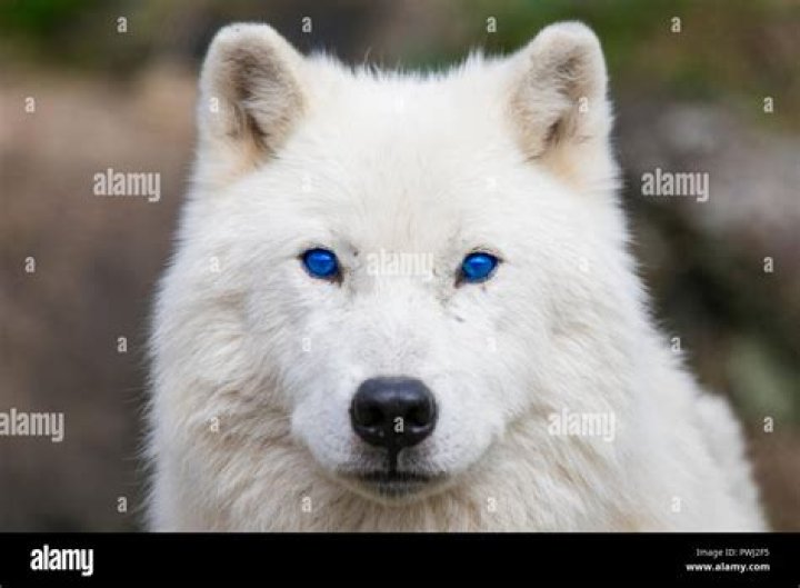 Are there any blue eyed wolves?