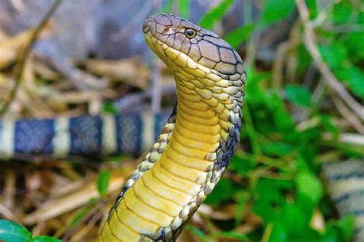 Are there snakes in Mumbai?