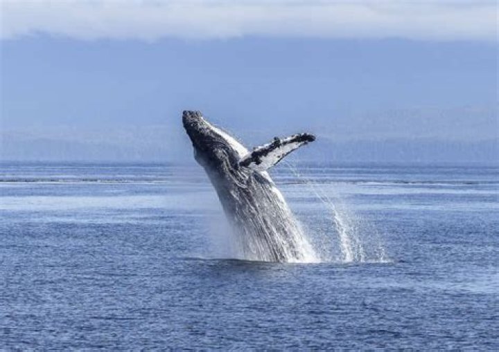 Are there whales in Lake Superior?