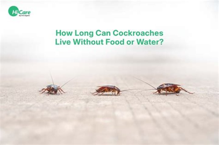 Can a cockroach live in your stomach?