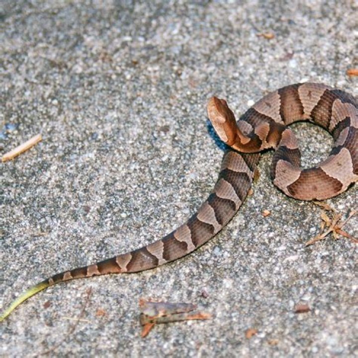 Can a copperhead bite thru boots?