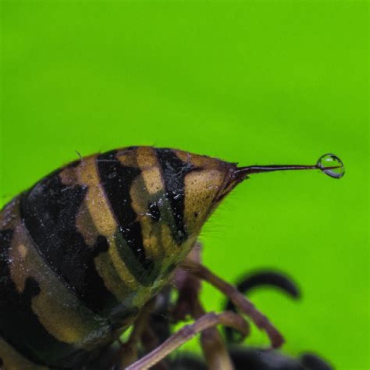Can a wasp be a pet?