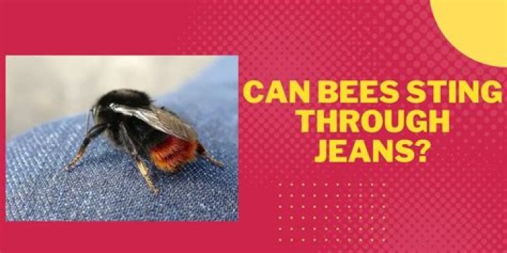 Can bees sting through blue jeans?