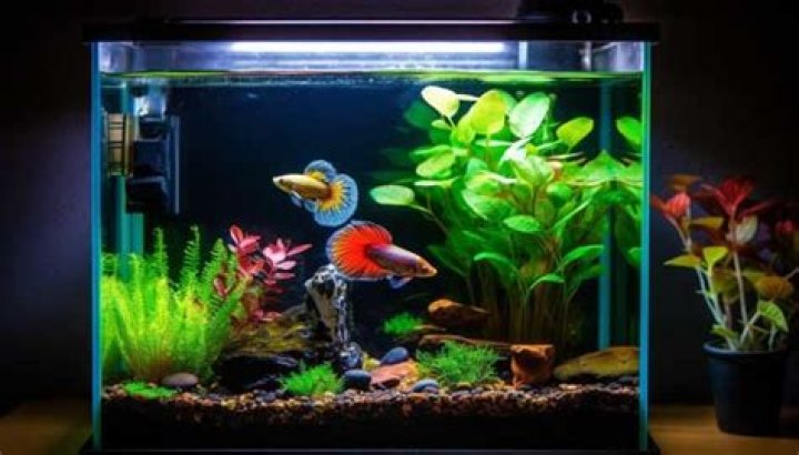 Can betta live without air pump?