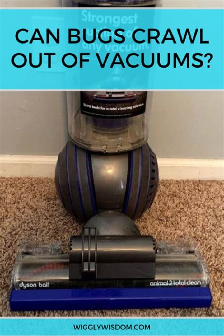 Can bugs crawl back out of the vacuum?