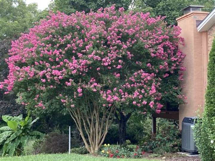 Can crape myrtles grow in wet soil?
