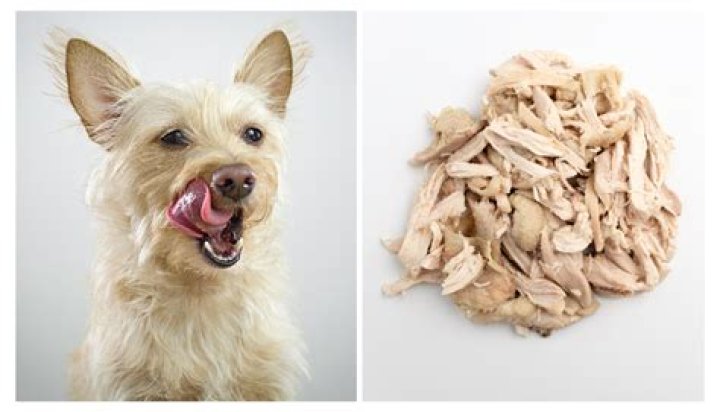 Can dogs eat boiled chicken as a meal?