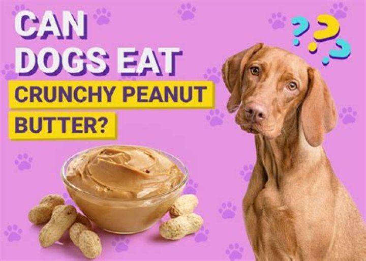 Can dogs eat honey peanut butter?