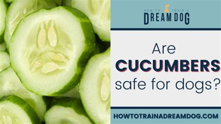 Can dogs have cucumber?