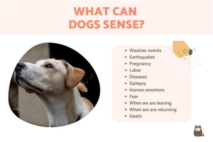 Can dogs sense if you are afraid?