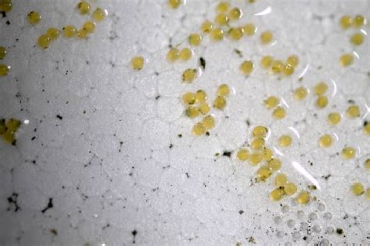 Can goldfish lay eggs without male?