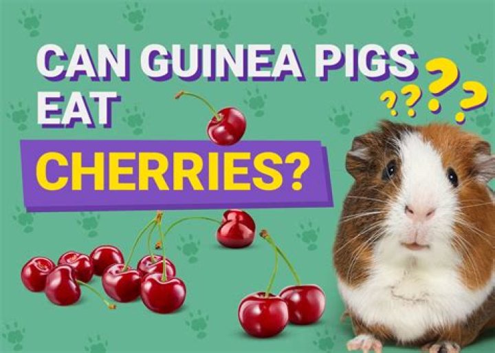 Can guinea pigs eat cherries?
