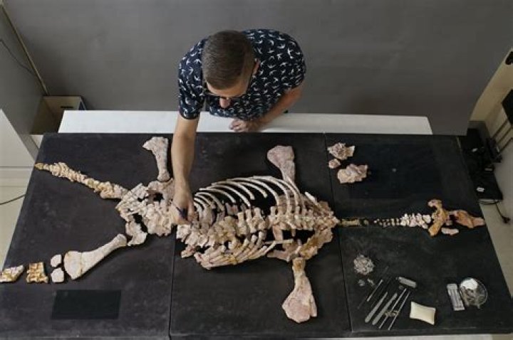 Can human bones become fossils?