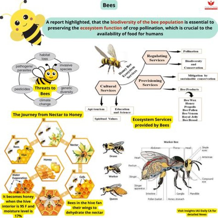 Can humans communicate with bees?