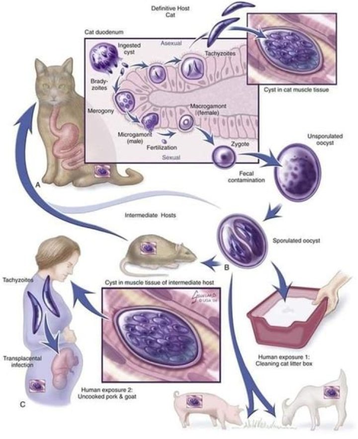 Can humans get toxoplasmosis from cats?