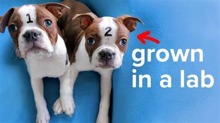 Can I get my pet cloned?