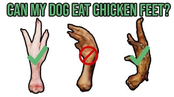 Can I give my dog duck feet everyday?