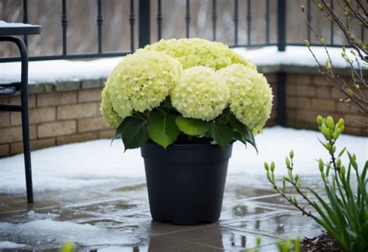 Can I leave my potted hydrangea outside?
