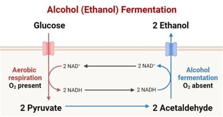 Can I make ethanol at home?