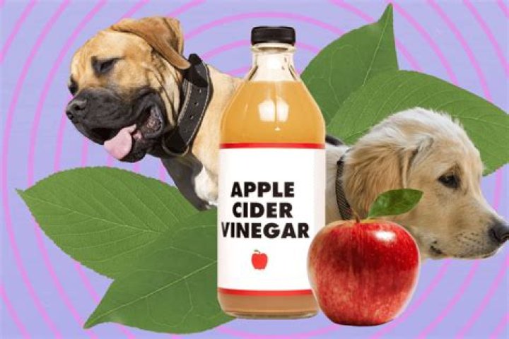 Can I put apple cider vinegar on my dog's paws?