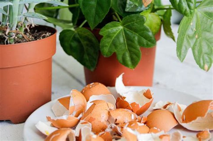 Can I put eggshells in my plants?