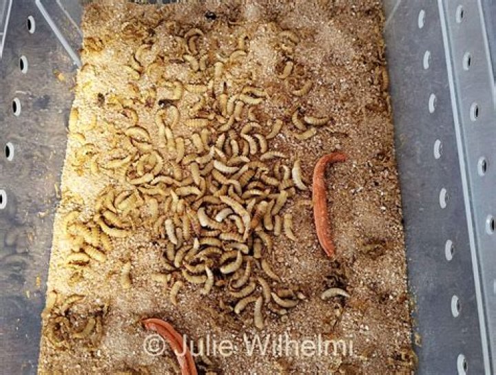 Can I release mealworms into the wild?