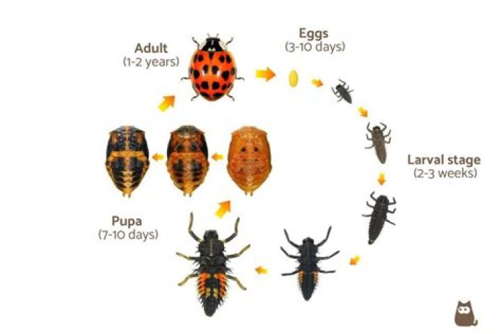 Can ladybugs give birth to pregnant ladybugs?
