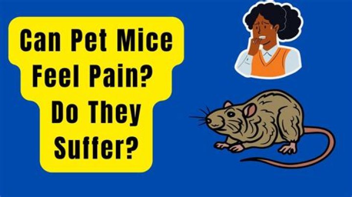 Can mice feel pain?