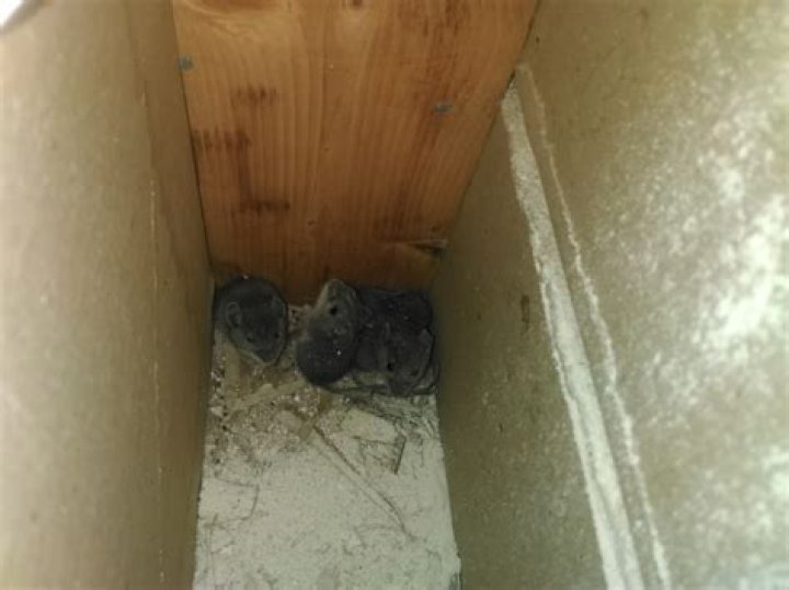 Can mice live in walls?