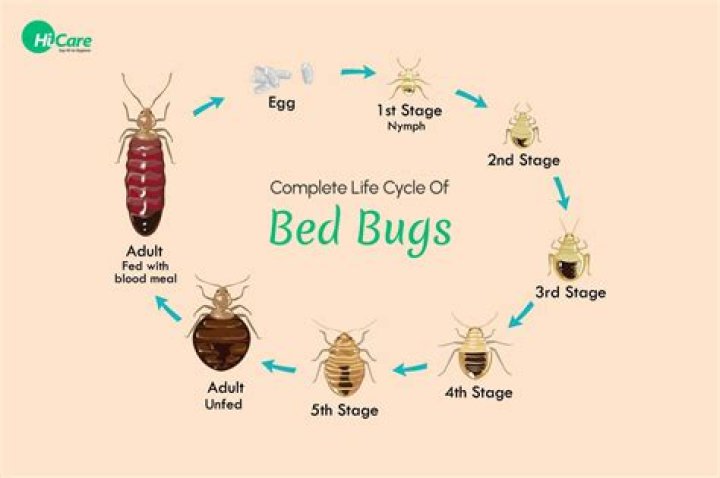 Can my friend bring bed bugs to my house?