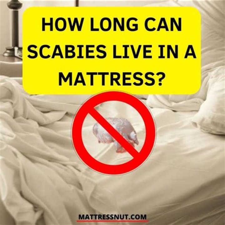 Can scabies live in pillows?