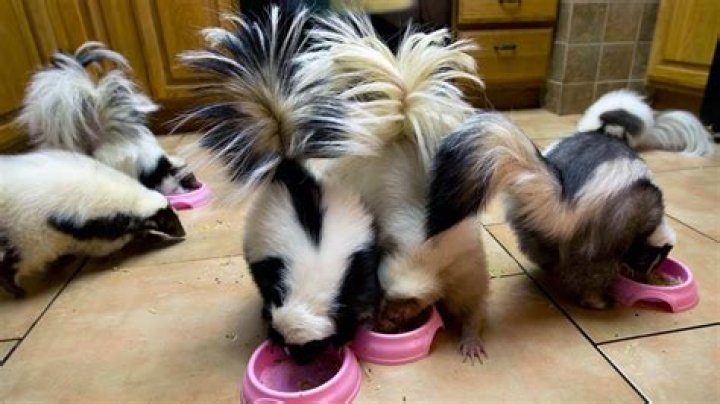Can skunks be pets?